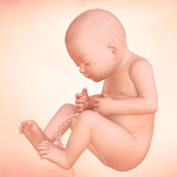 Pregnancy – Baby’s Growth Week 33