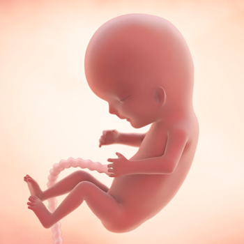 Pregnancy – Baby’s Growth Week 12
