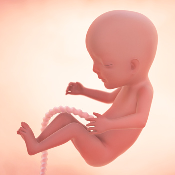 14 weeks of pregnancy: Fetal development 
