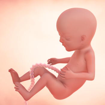 15 weeks of pregnancy: Fetal development 