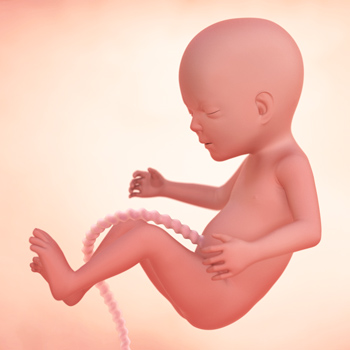 16th weeks of pregnancy: Fetal development 