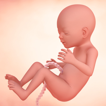 18th week of pregnancy: Fetal development