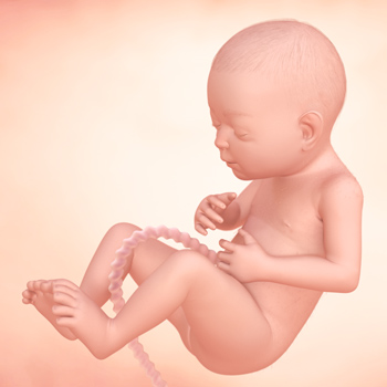 懷孕第27週:寶寶的發育 寶寶的發育