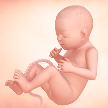 懷孕第28週:寶寶的發育 寶寶的發育