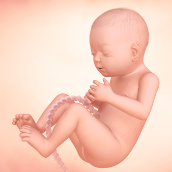 懷孕第29週:寶寶的發育 寶寶的發育