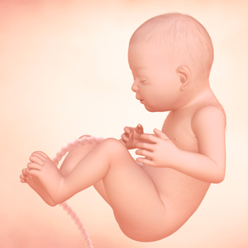 Pregnancy – Baby’s Growth Week 31