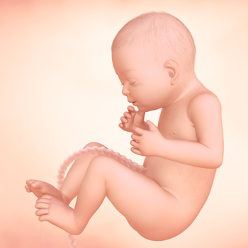 Pregnancy – Baby’s Growth Week 32
