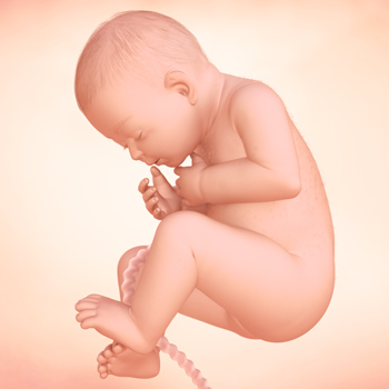 Pregnancy – Baby’s Growth Week 35 Pregnancy – Baby’s Growth Week 35