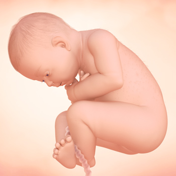 Pregnancy – Baby’s Growth Week 36