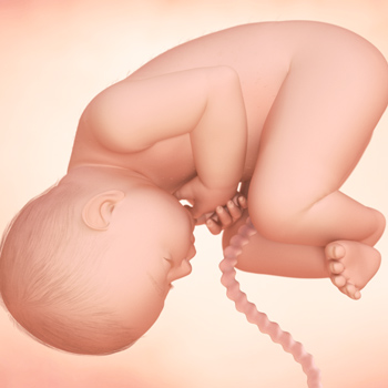 Pregnancy – Baby’s Growth Week 37 Pregnancy – Baby’s Growth Week 37