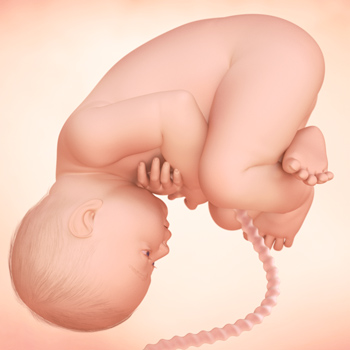 Pregnancy – Baby’s Growth Week 39