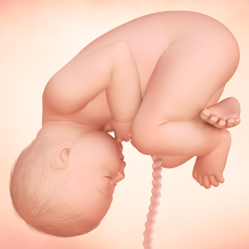 Pregnancy – Baby’s Growth Week 40