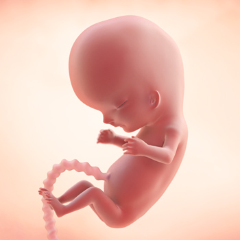 Pregnancy – Baby’s Growth Week 10