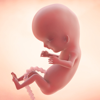 Pregnancy – Baby’s Growth Week 11