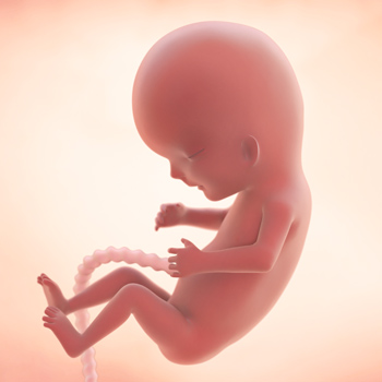 Pregnancy – Baby’s Growth Week 12 Pregnancy – Baby’s Growth Week 12