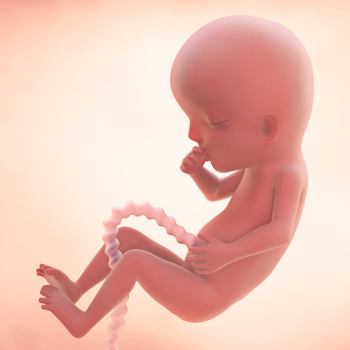 Pregnancy – Baby’s Growth Week 13