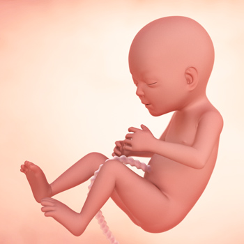 17th weeks of pregnancy: Fetal development 