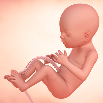 Nineteenth week of pregnancy: Fetal development