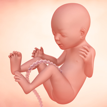 Twentieth week of pregnancy: Fetal development