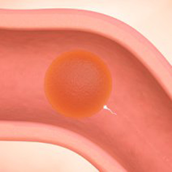 孕婦身體的變化