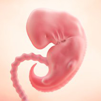 Pregnancy – Baby’s Growth Week 6 Pregnancy – Baby’s Growth Week 6