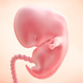 Pregnancy – Baby’s Growth Week 7 Pregnancy – Baby’s Growth Week 7