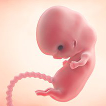 Pregnancy – Baby’s Growth Week 8