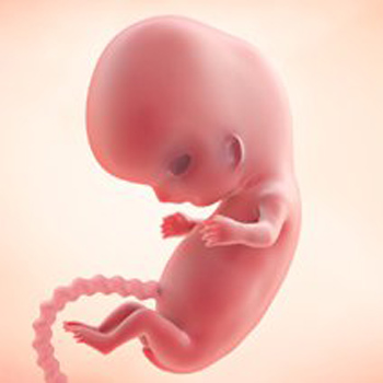Pregnancy – Baby’s Growth Week 9